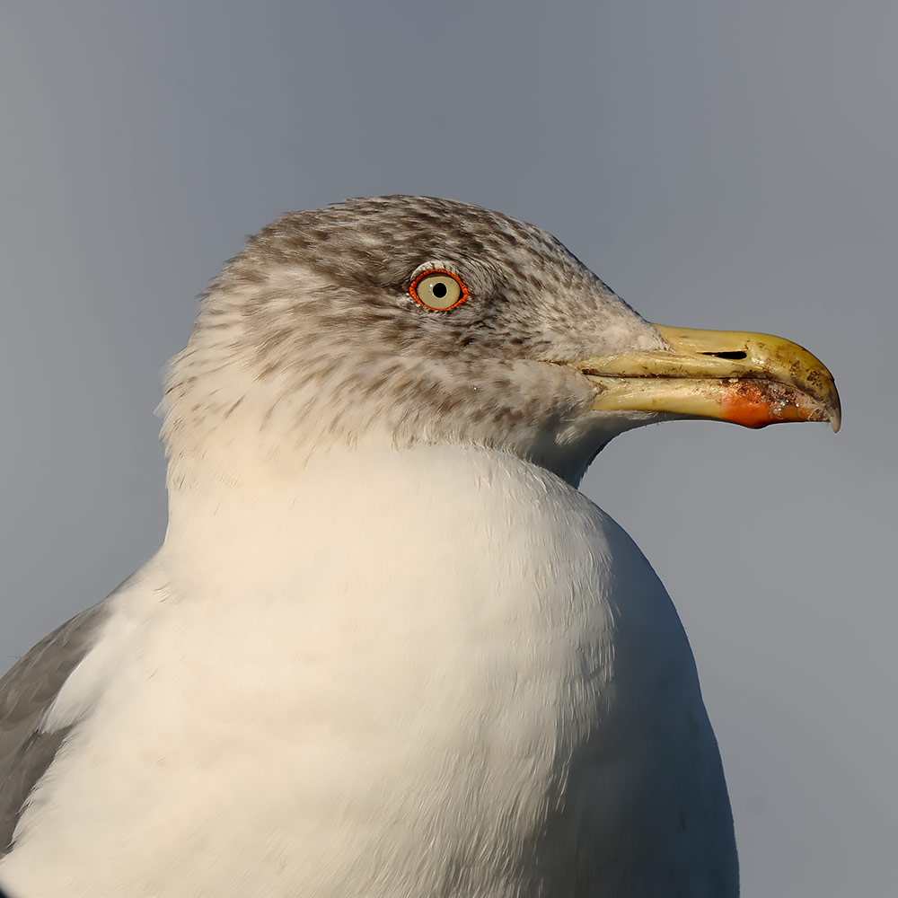 Azorean gull